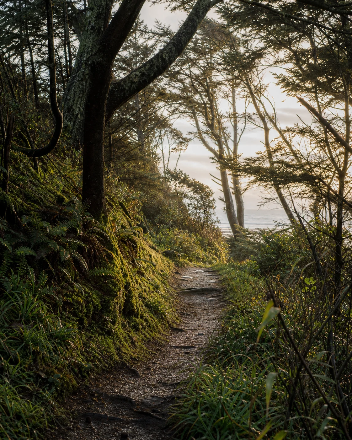 A sunlit forest path leading toward the coast
